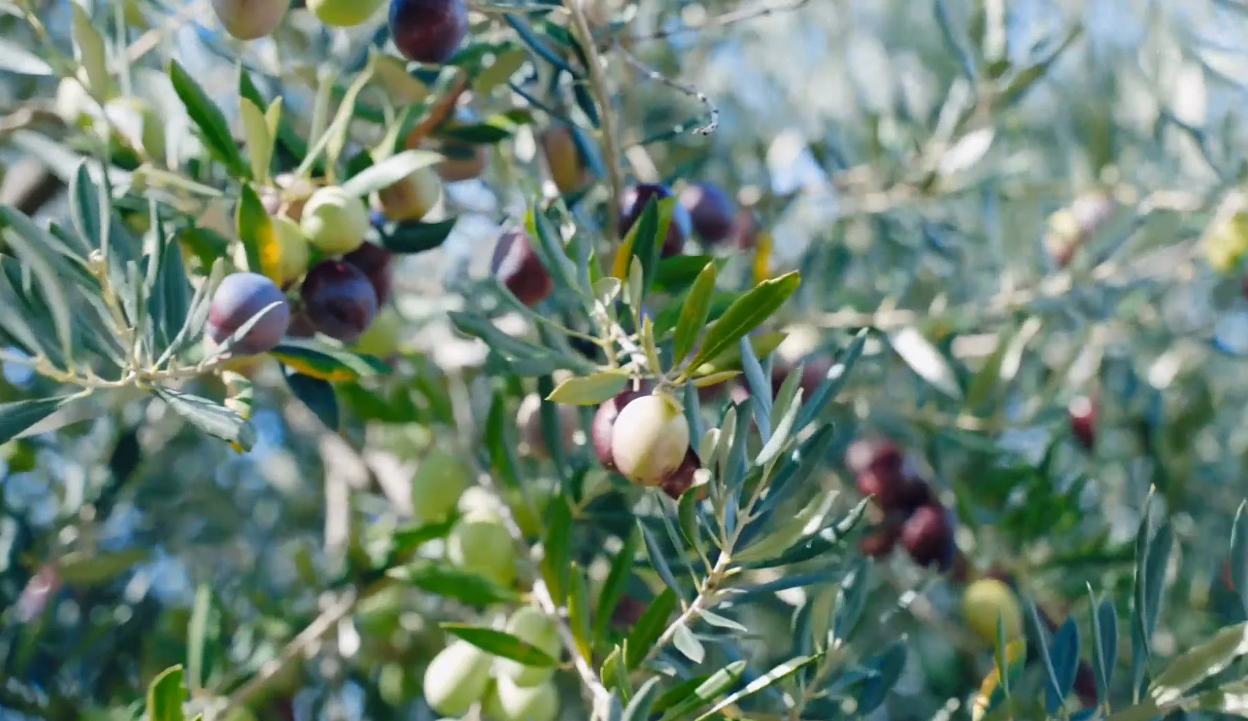 Gold Olive' member talking about program for EHL students