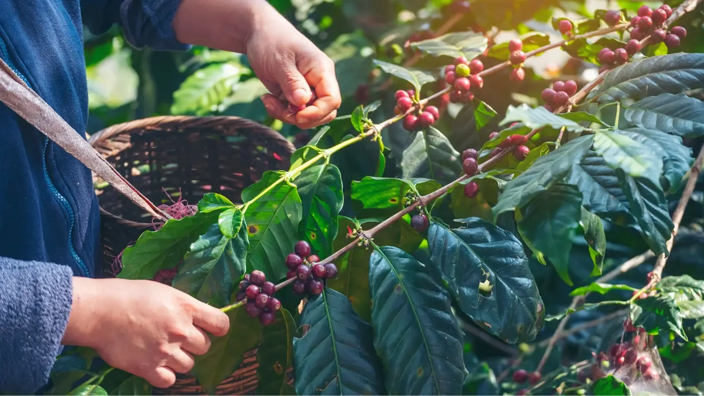 fairtrade-coffee-beans