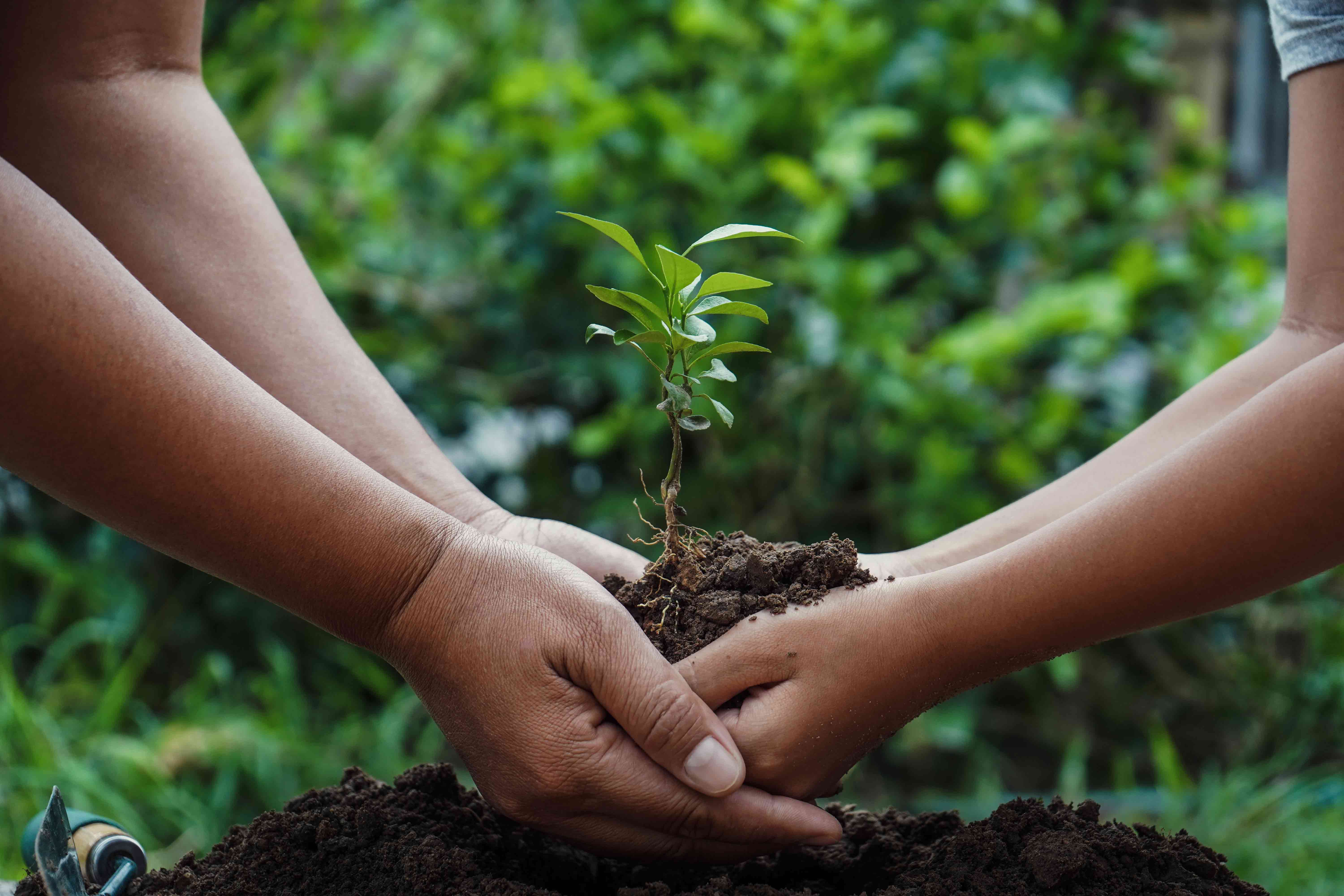 photo-planting